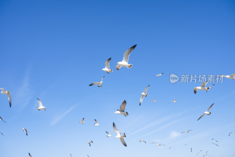 蓝天大海沙滩海鸥飞翔生态保护自然风景