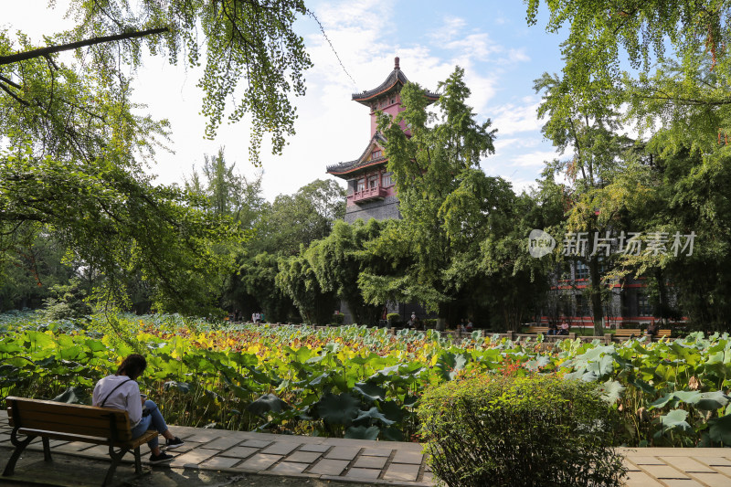 四川大学华西医学院钟楼荷塘景色