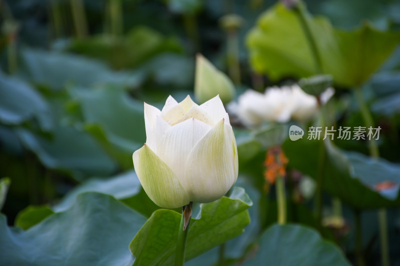 夏日的福州金山公园荷花