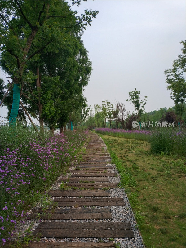 木板小径穿行于绿植繁花间的自然景象