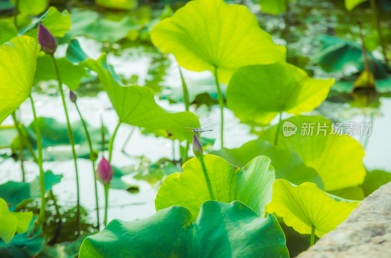 荷花夏天美丽绽放