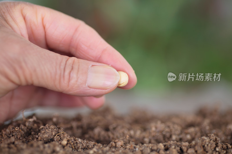 手拿一粒黄豆种在土壤里特写