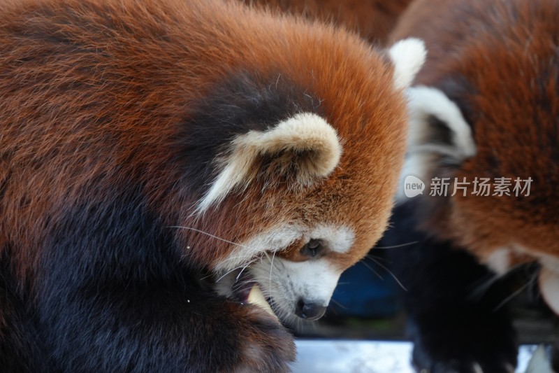 小熊猫进食特写