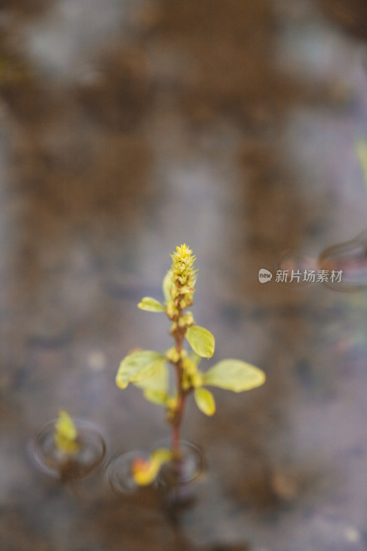 秋天小雨中的野草