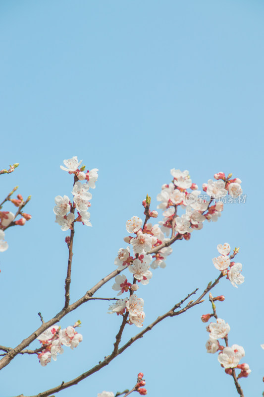 蓝天背景下梅花特写