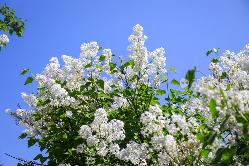 春天四月丁香花花卉开放治愈清新