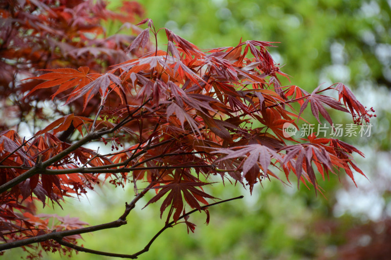 红枫叶鲜花绿叶背景