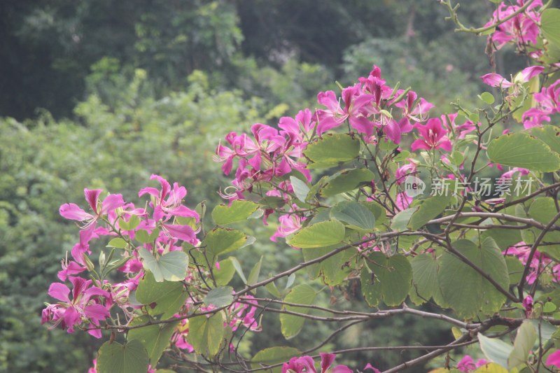 广东东莞：红花羊蹄甲盛开