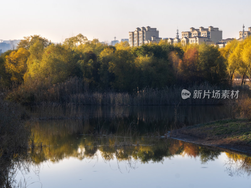 西宁 宁湖湿地公园 青海 秋天 秋季