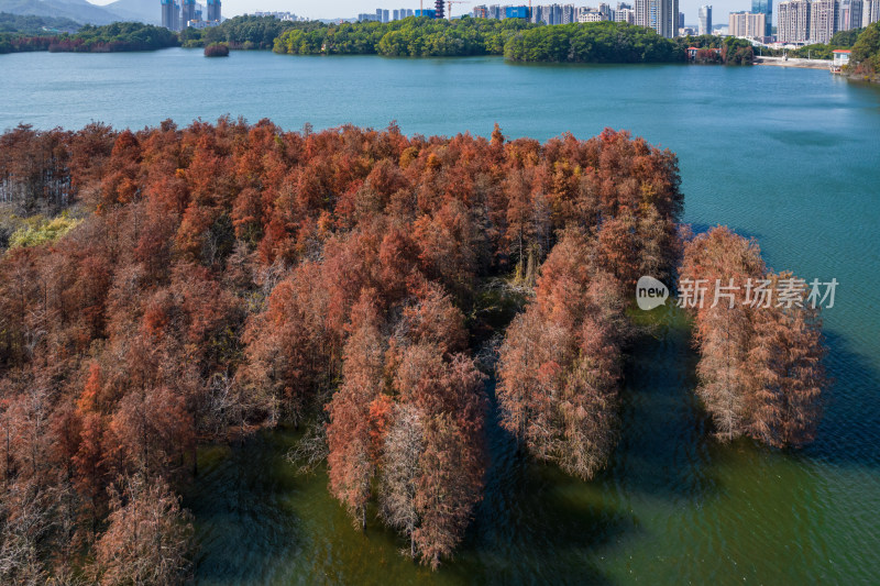 深圳大山陂水库水杉林秋色