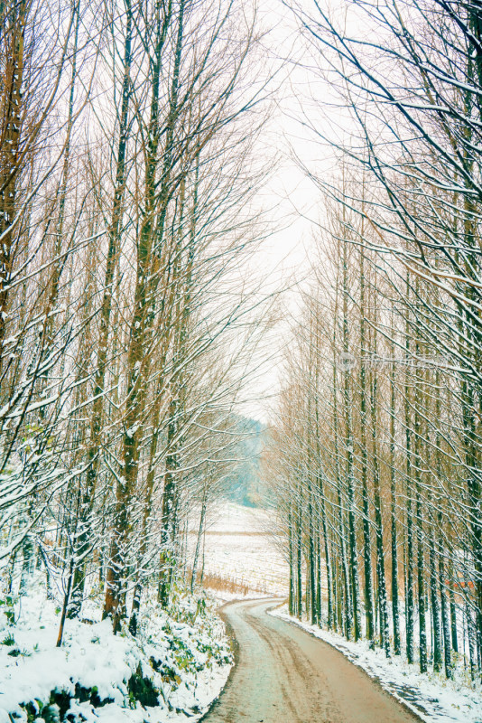 冬季雪景美景大雪