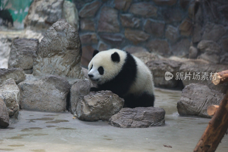 成都大熊猫繁育研究基地室内的熊猫宝宝