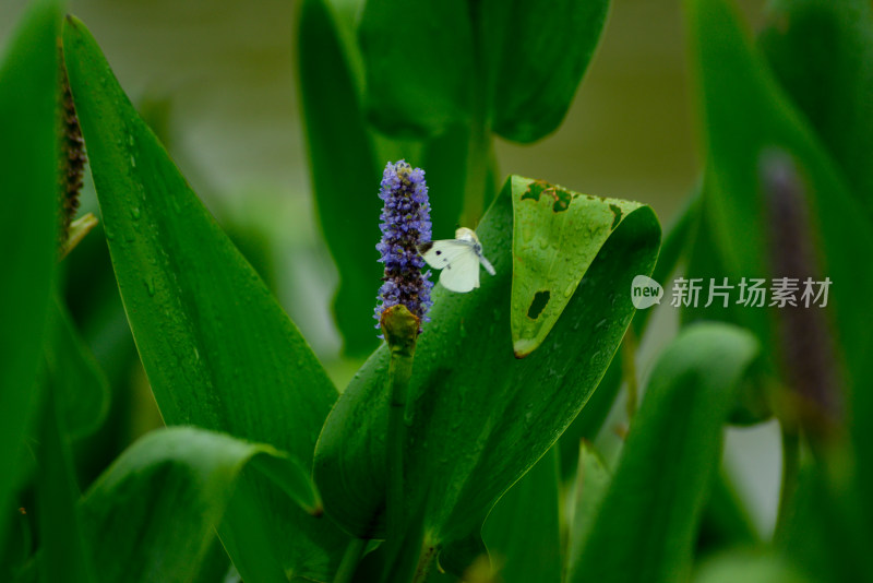 湖边的梭鱼草