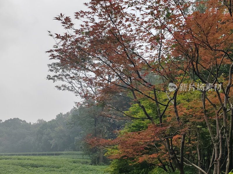 红叶树木点缀下的田野风光