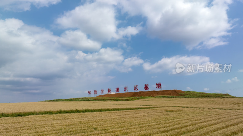 自然风景麦田农业辣椒种植基地