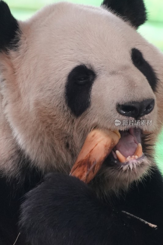 大熊猫坐卧进食竹子