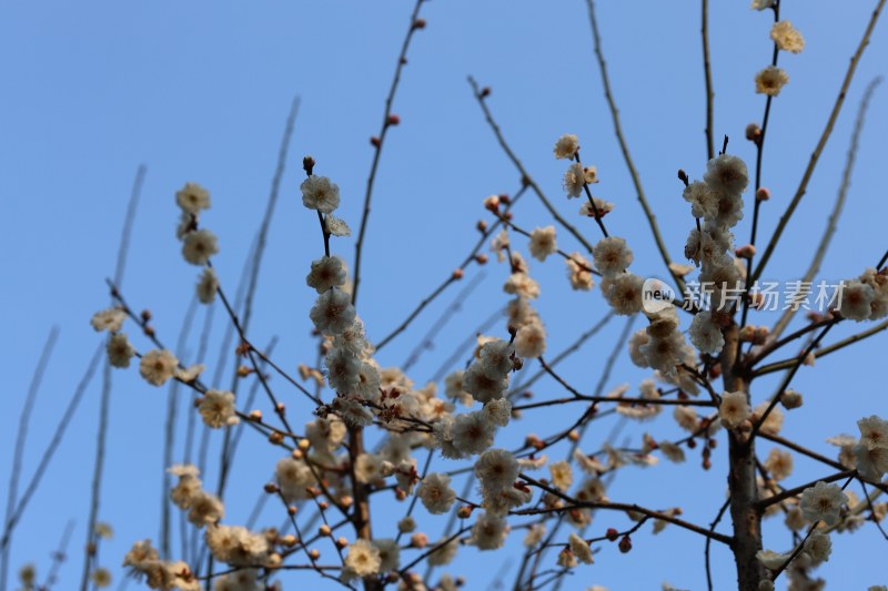 蓝天背景下盛开的白色花朵