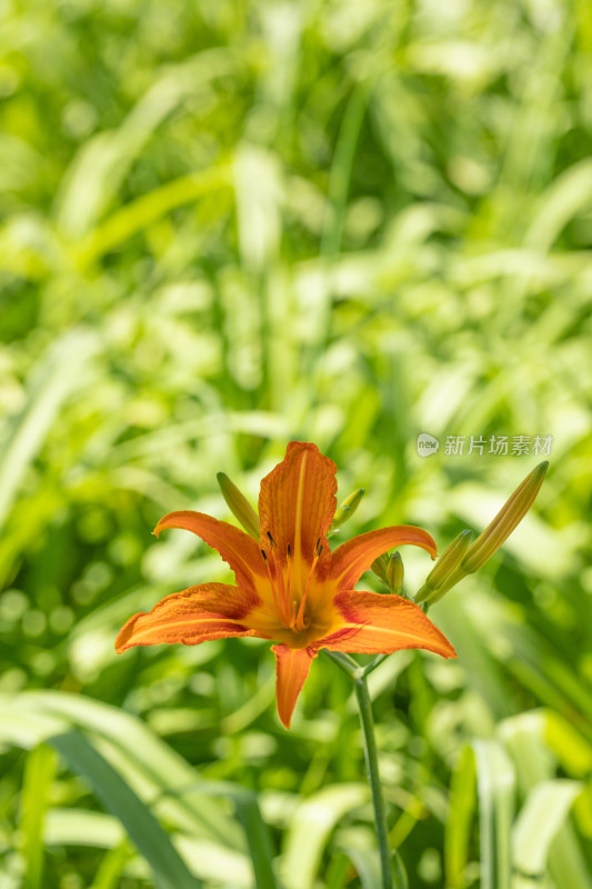 黄花 黄花菜