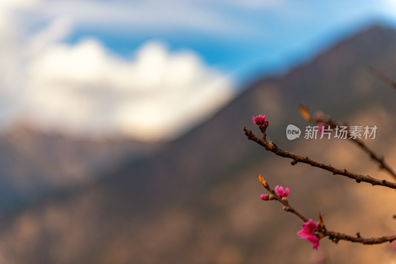 云朵下的桃花盛开