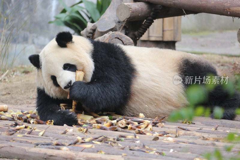 熊猫吃竹笋