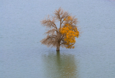 秋天新疆尉犁县葫芦岛湖中的胡杨树