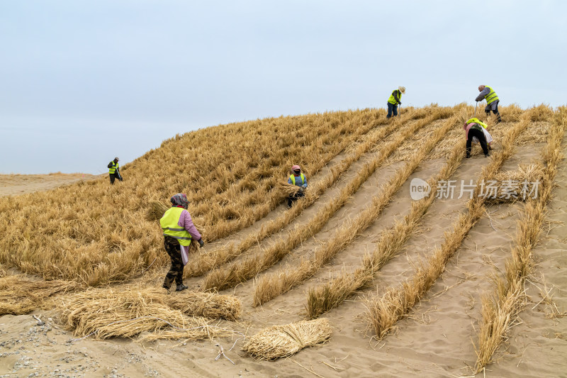 沙漠草方格固沙治沙施工现场