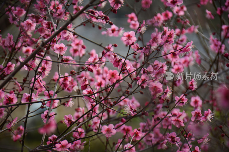 春天红色的梅花