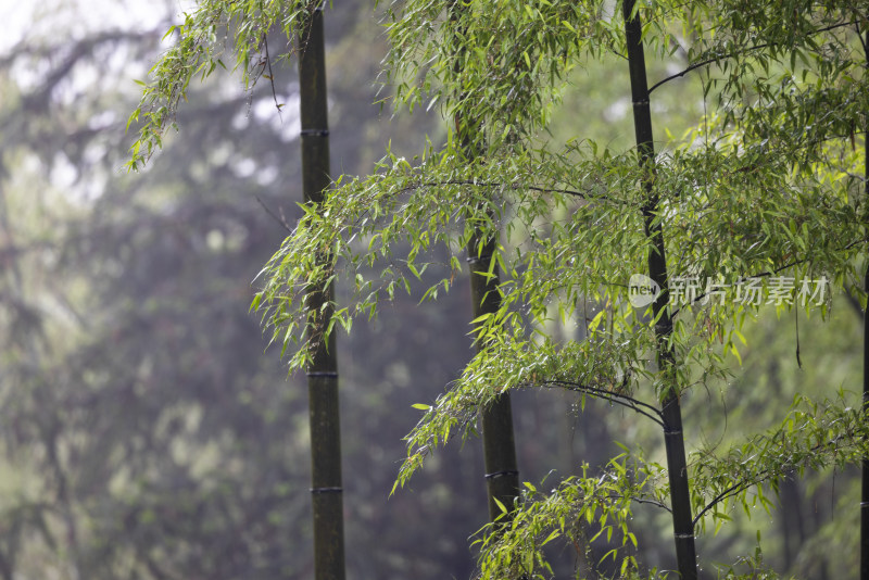 下雨天竹林竹叶特写