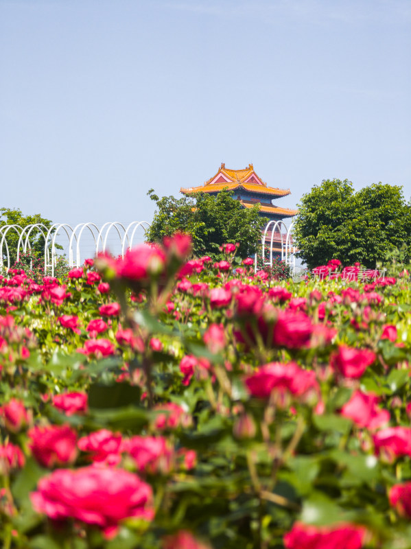 山东济宁凤凰山植物园春暖花开