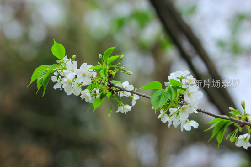 白色樱桃花