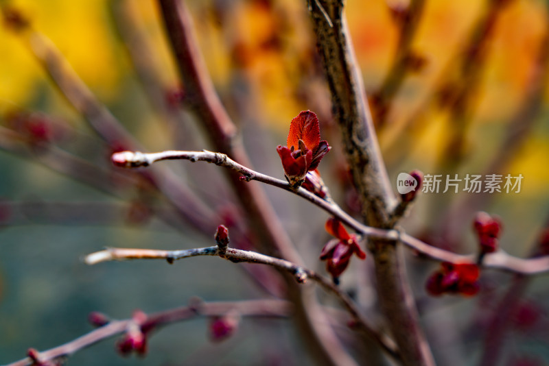 春天树木发芽