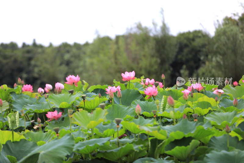 粉嫩莲花盛放