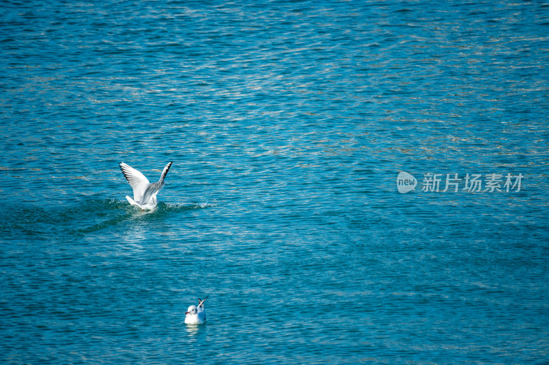 山东青岛积米崖港红嘴鸥