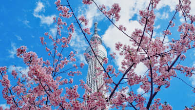 蓝天白云下的东京晴空塔与樱花