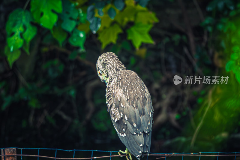 鸟栖息在栏杆上的特写镜头