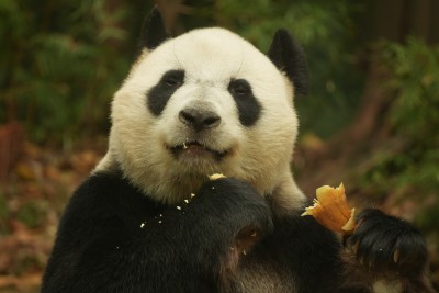 熊猫萌萌啃食竹叶的可爱模样