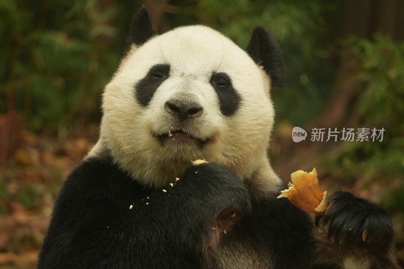 熊猫萌萌啃食竹叶的可爱模样