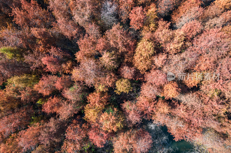 深圳大山陂水库水杉林秋色
