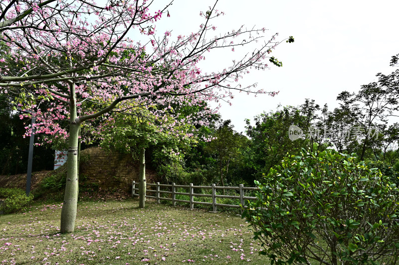 粉红色木棉花盛开景观