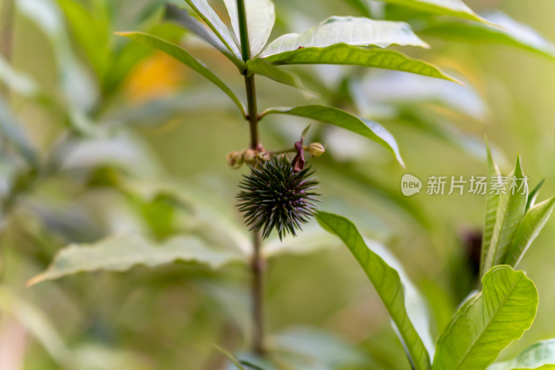 黄蝉花的果实特写