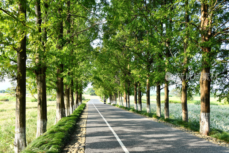 阳光绿树小路