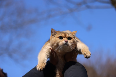 抱起猫在蓝天下的特写镜头