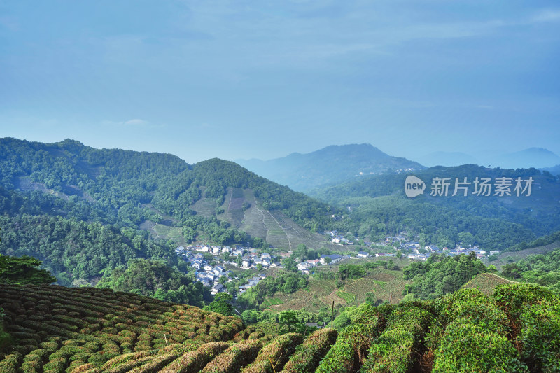 浙江杭州龙井村茶园