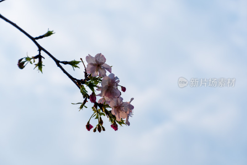 蓝天白云下的粉樱花枝特写