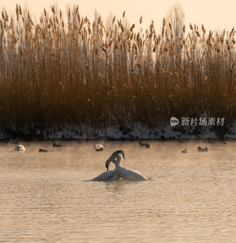 芦苇边湖面上的天鹅与群鸭