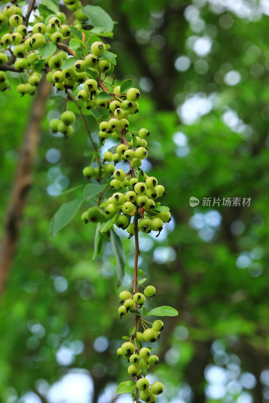 夏日公园里的西府海棠果实