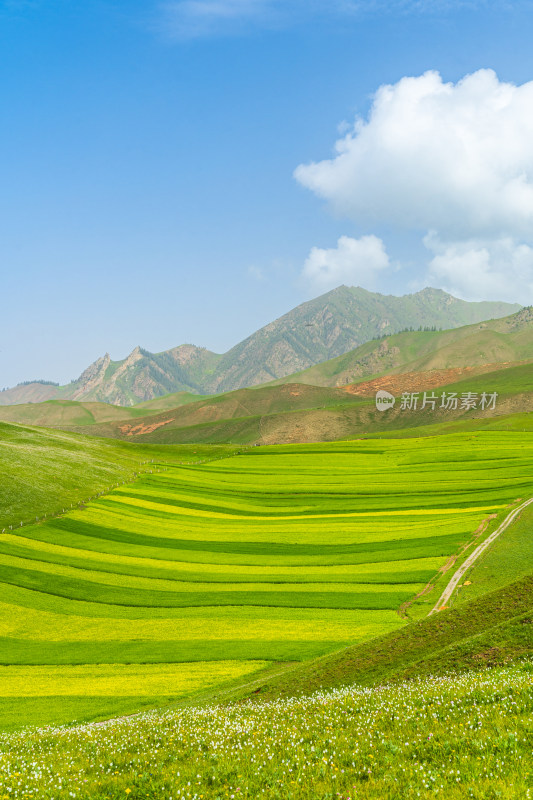 青海祁连县卓尔山景区，夏季起伏的高山牧场