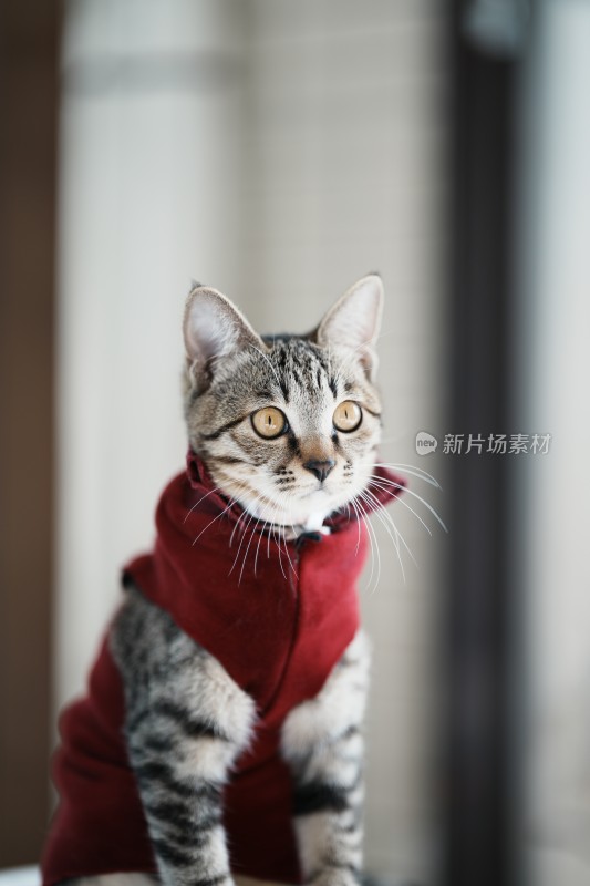 家里穿的衣服的小奶猫