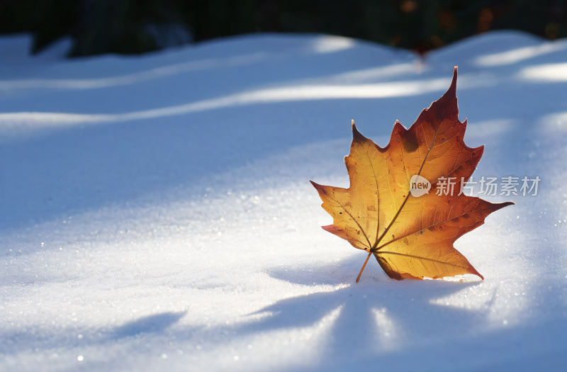 一片枫叶落在雪地里