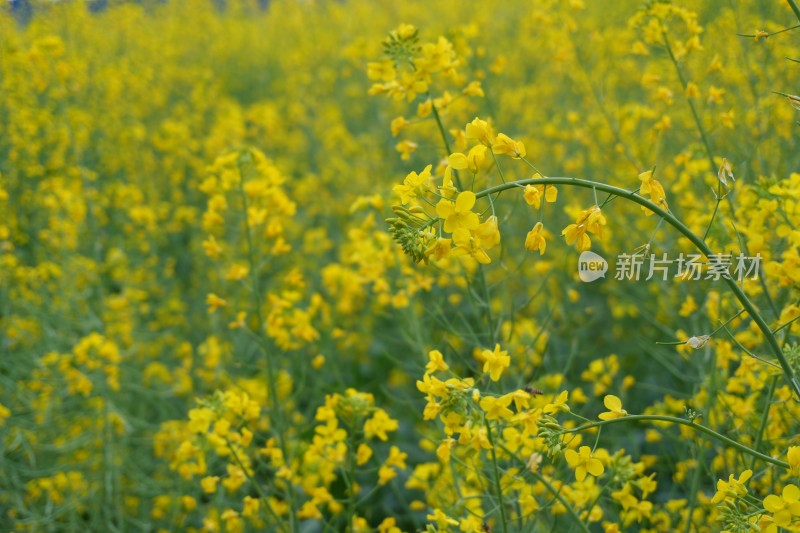 大片盛开的油菜花田景象和油菜花特写